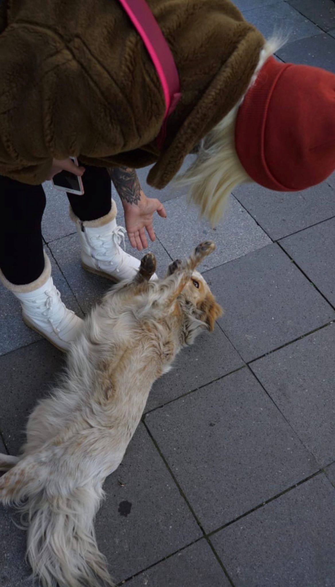 Skopje street moment — meeting a stray dog